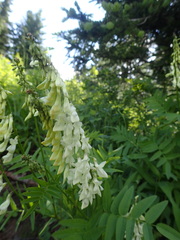 Hedysarum sulphurescens