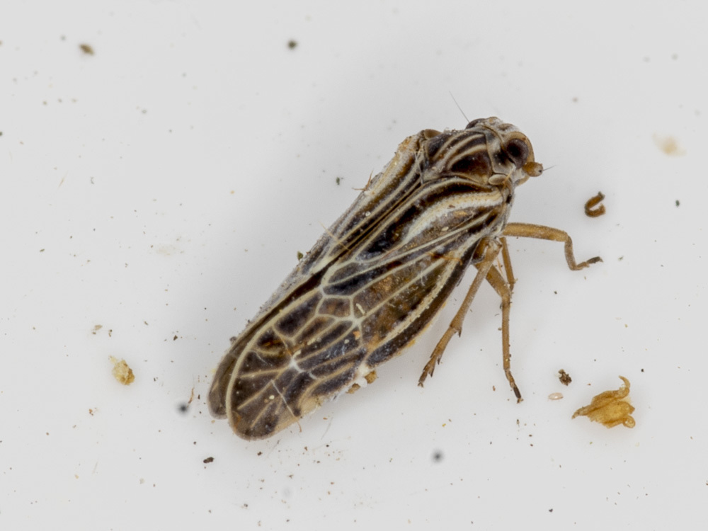 Phaconeura