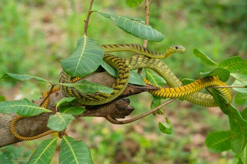 Western Green Mamba