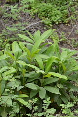 Rhododendron macrophyllum