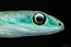 Irregular Green Snake photo 2