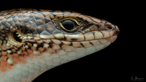 Fire-sided Skink