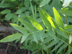 Hedysarum sulphurescens