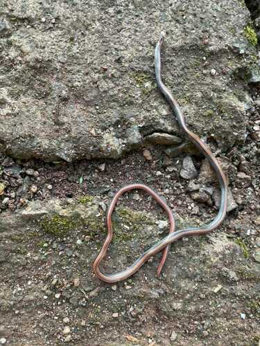 Nguyenvansang’s Snake