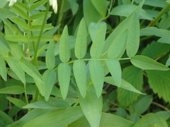 Hedysarum sulphurescens