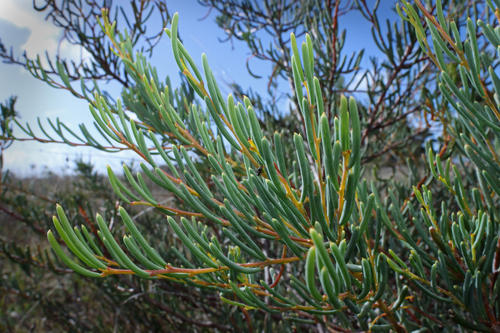 Acacia pinguifolia