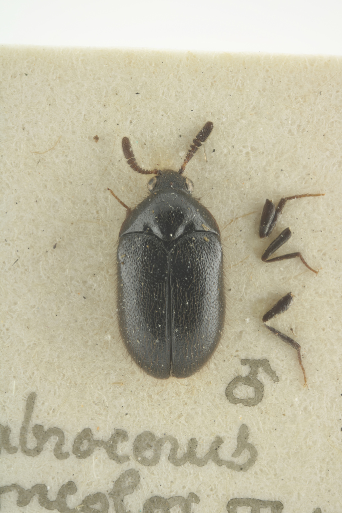 Labrocerus concolor