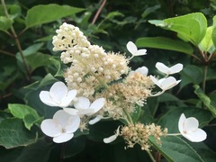 Hydrangea paniculata