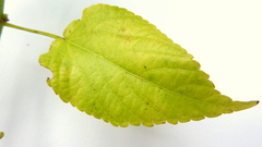 Acalypha multicaulis