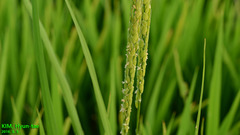 Oryza sativa