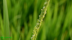 Oryza sativa