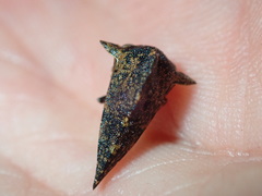 Heliria cornutula