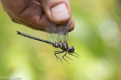 Somatochlora margarita
