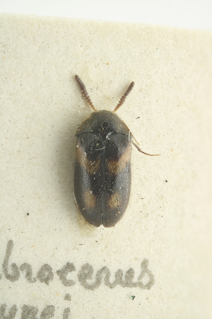 Labrocerus