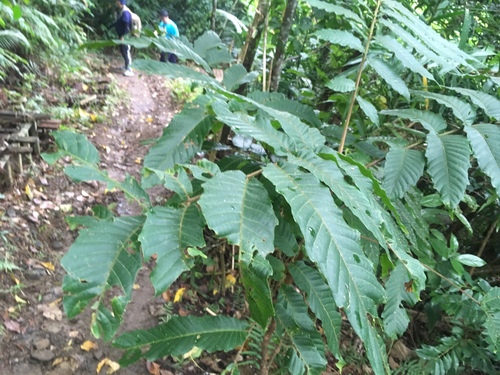 Pometia pinnata