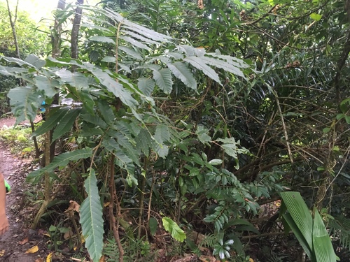 Pometia pinnata