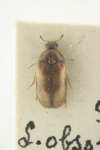 Labrocerus obsoletus