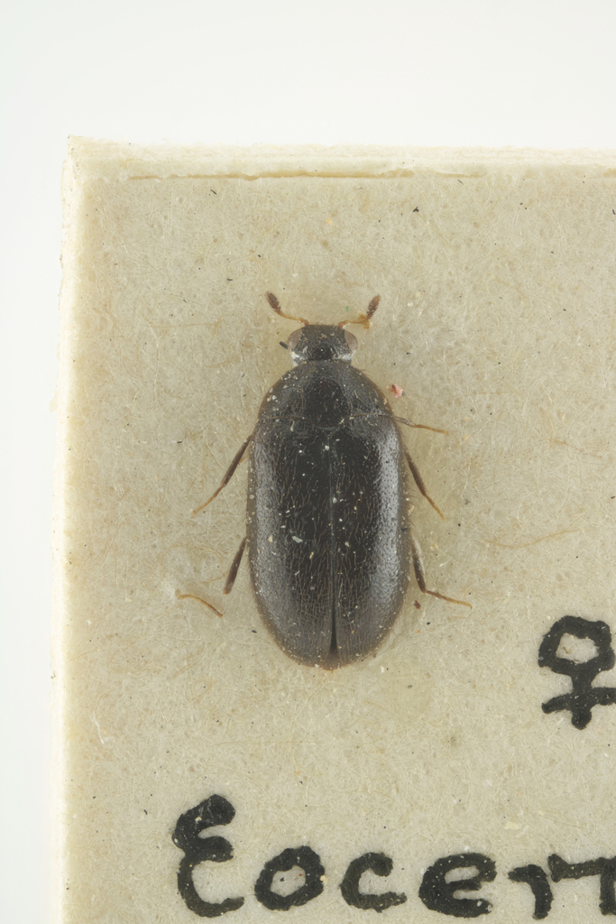 Labrocerus depressus