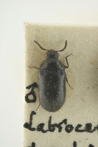 Labrocerus dasytoides