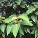 Macaranga sinensis - Photo (c) 陳達智, algunos derechos reservados (CC BY), subido por 陳達智