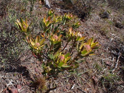 Image of Leucadendron stelligerum by (c) Eugene Hahndiek, some rights reserved (CC BY-SA)