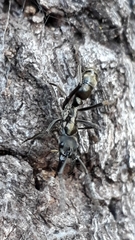 Neoponera