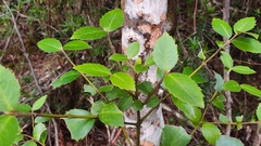 Atherosperma moschatum moschatum