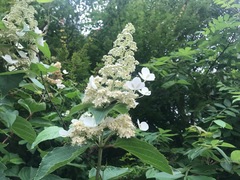 Hydrangea paniculata