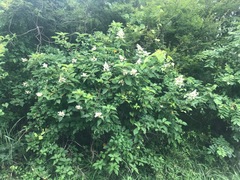 Hydrangea paniculata