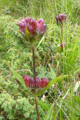 Gentiana purpurea