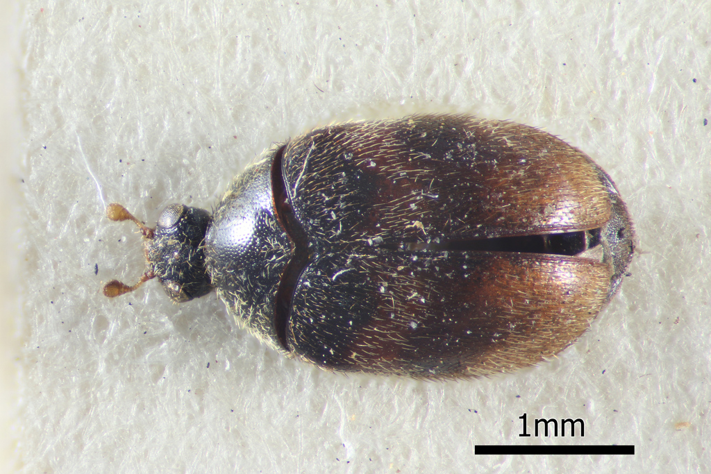 Orphinus terminalis