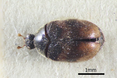 Orphinus terminalis