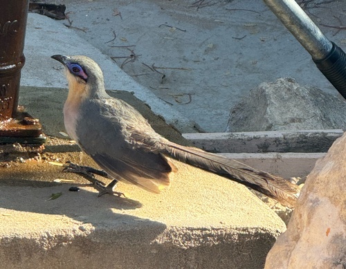 Running Coua (Coua cursor), photo 3