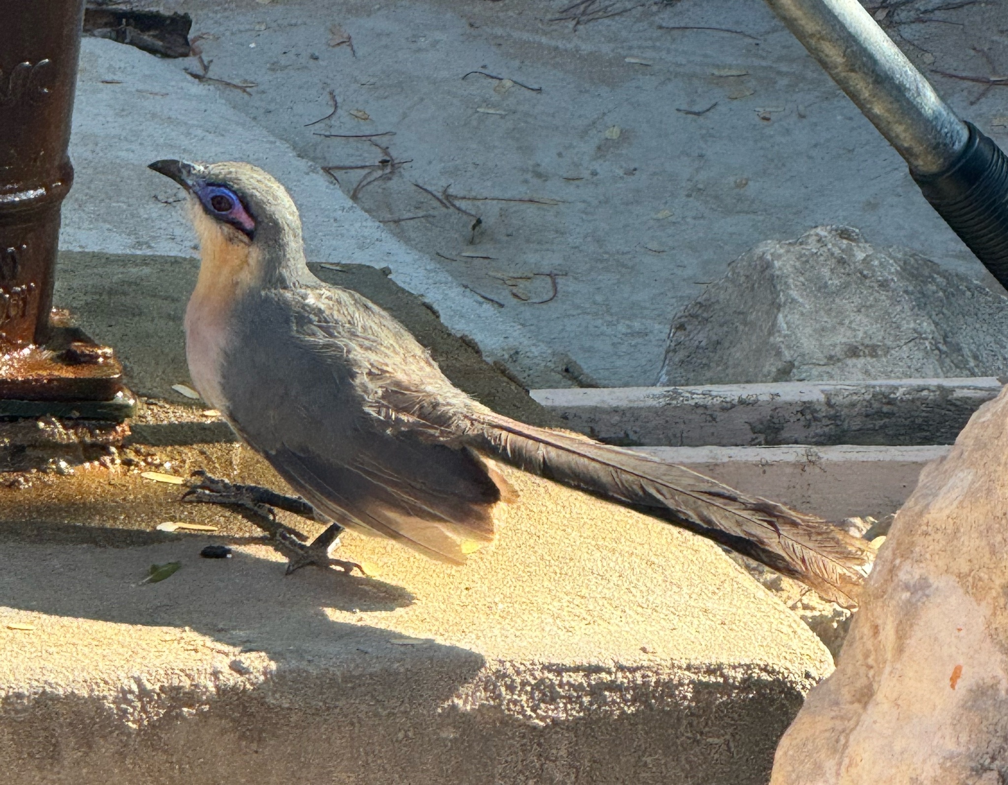 Running Coua (Coua cursor), photo 3