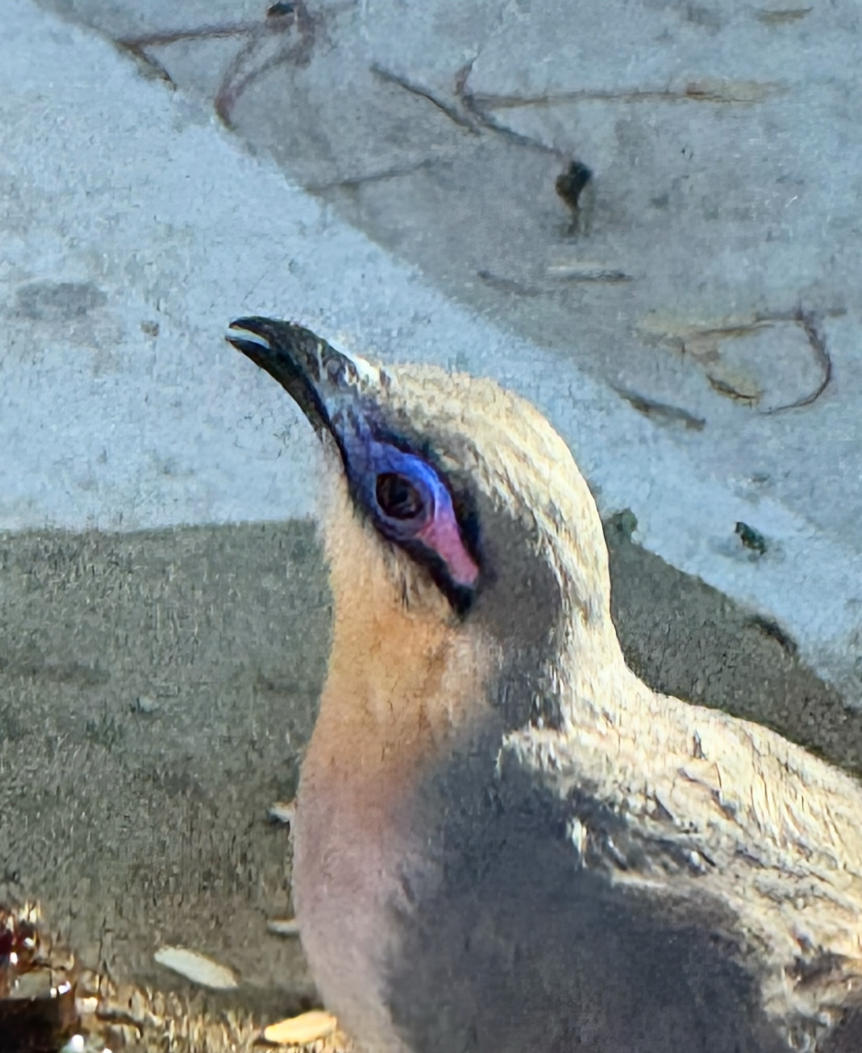 Running Coua (Coua cursor), photo 4
