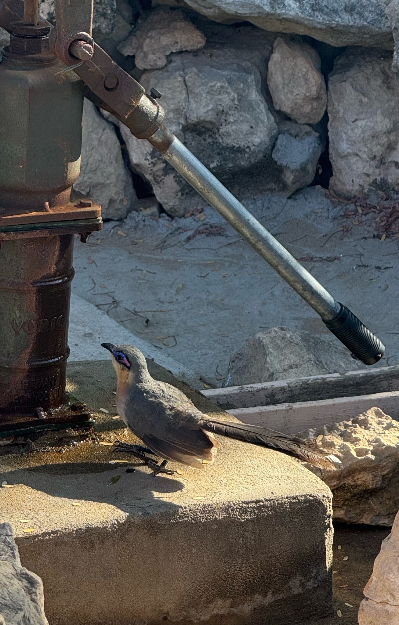 Running Coua (Coua cursor), photo 5