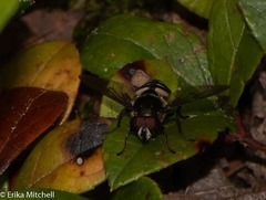 Sericomyia transversa