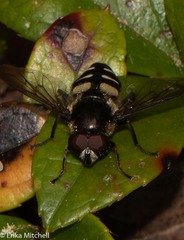 Sericomyia transversa