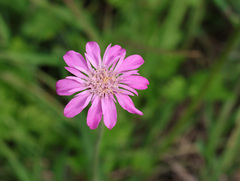 Knautia orientalis