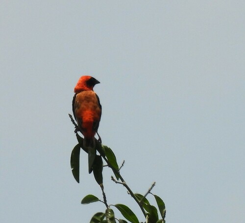 Southern Red Bishop