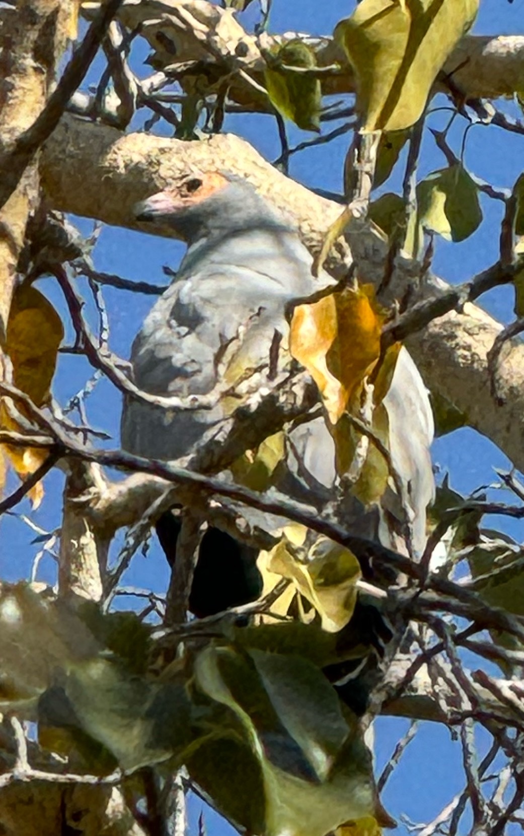 Madagascar Harrier-Hawk (Polyboroides radiatus), photo 4