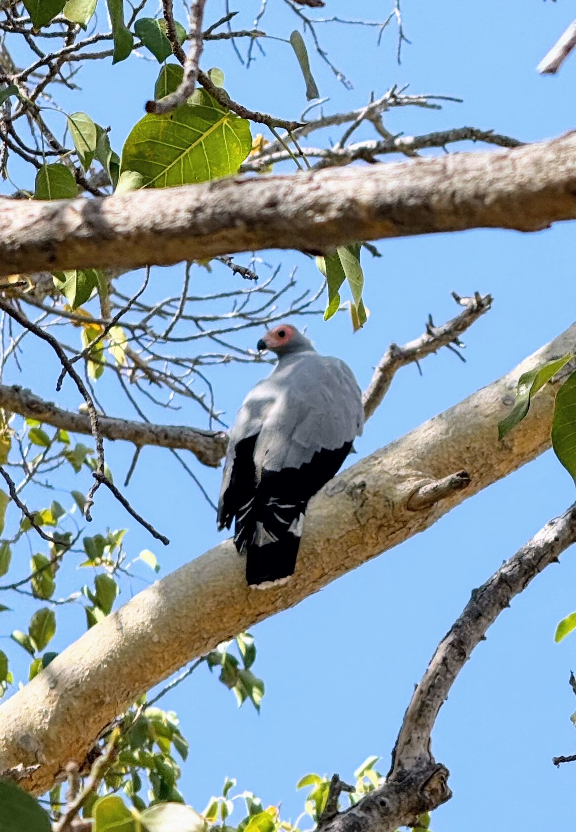 Madagascar Harrier-Hawk (Polyboroides radiatus), photo 5