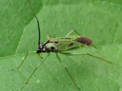 Ilnacora