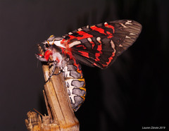 Arachnis aulaea