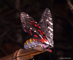 Arachnis aulaea