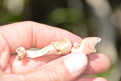 Pacifastacus leniusculus