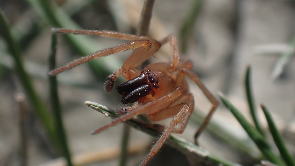 Clubiona stagnatilis