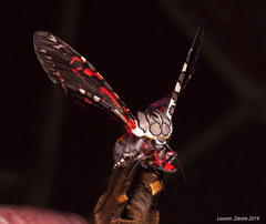 Arachnis aulaea