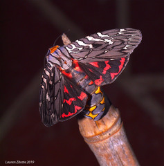 Arachnis aulaea