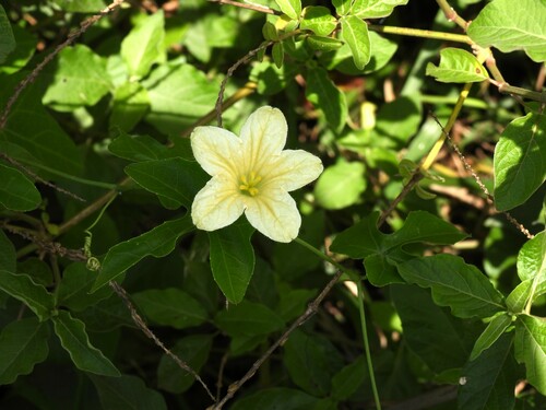 Ivy gourd